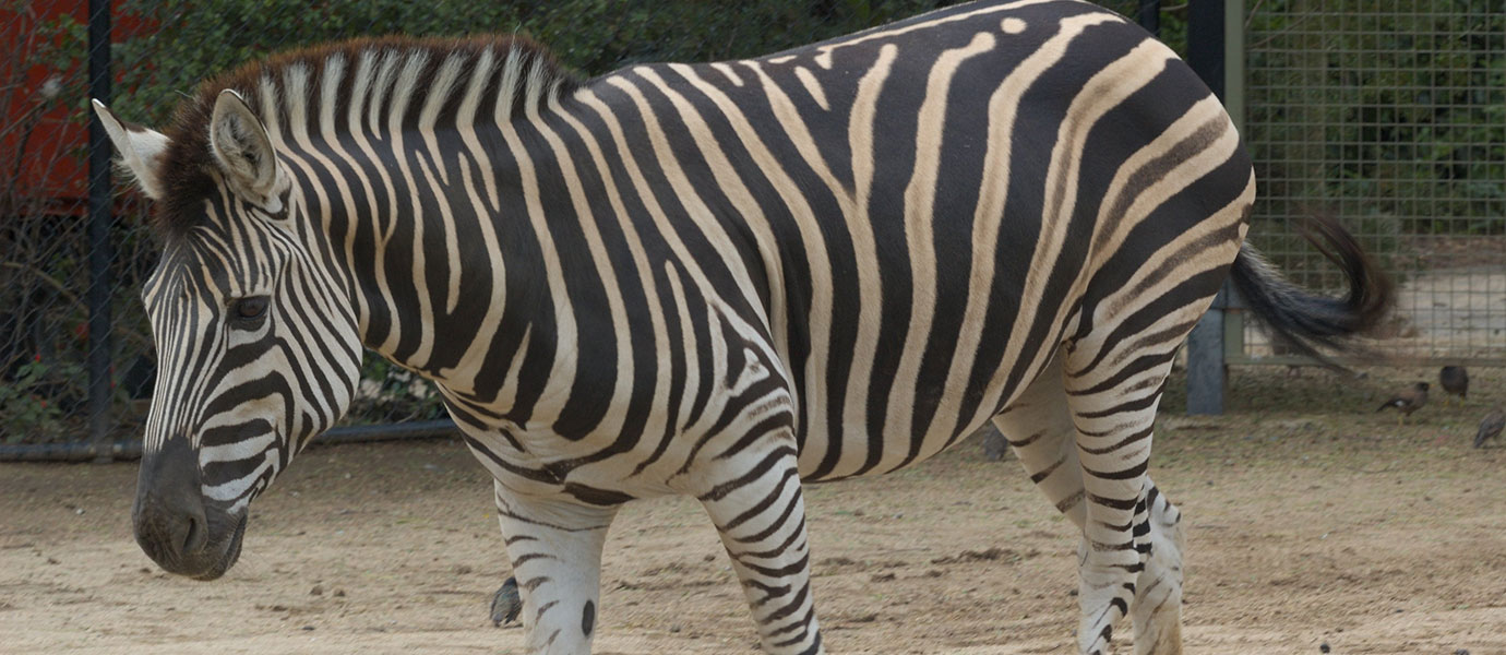 waccatee zoo myrtle beach south carolina