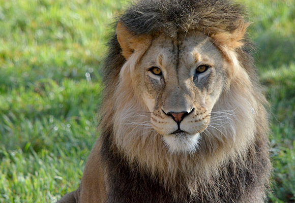 Dino Day Camp at the Fort Wayne Children's Zoo